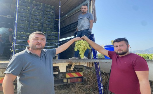 Alaşehir'de üzüm ihracatı başladı