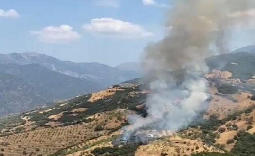 Aydın'da zeytinlik yangını kontrol altına alındı!