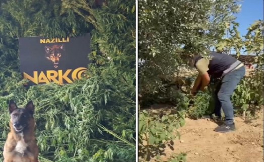 Aydın'da uyuşturucu operasyonu: 2,4 kilo esrar ve silah ele geçirildi