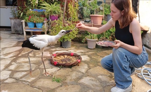 Aydın'da öksüz kalan yavru leylek koruma altına alındı
