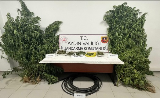 Bahçesinde Hint keneviri yetiştiren şüpheli tutuklandı