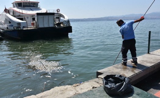 Balık ölümleri tüm Körfez'e yayıldı