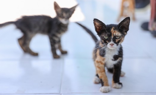 Başkan Duman'dan çağrı: Buca'daki can dostlar sizi bekliyor