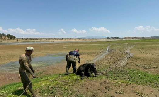 Bataklığa saplanan 2 katır ile sahibini itfaiye ve jandarma kurtardı