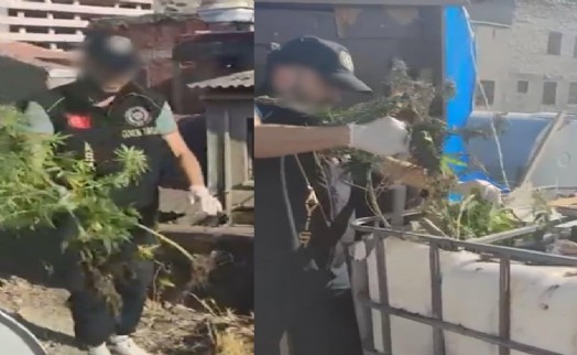 Çatıyı zehir tarlasına çevirenlere operasyon: 3 gözaltı