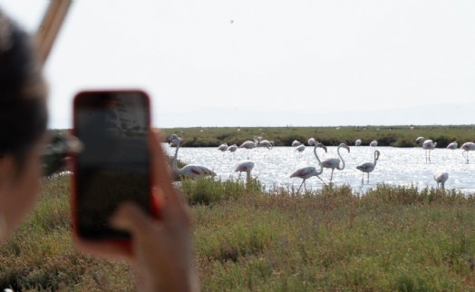 Flamingo Yolu turları başladı