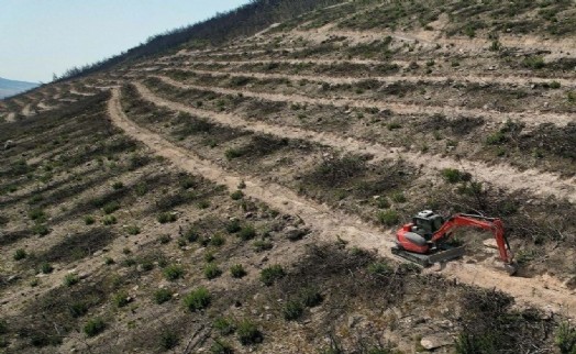 Foça'da yanan 234 hektarlık alana 150 bin fidan dikilecek