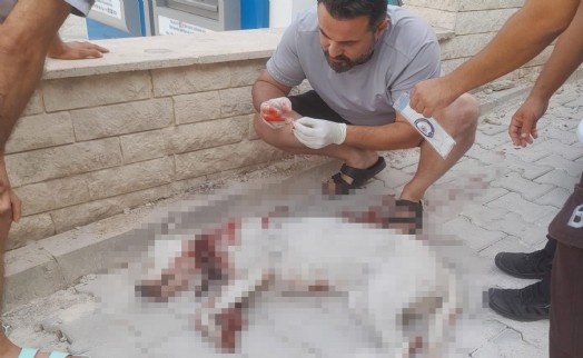 Hamile köpeği av tüfeği ile ağır yaralayan cani tutuklandı!