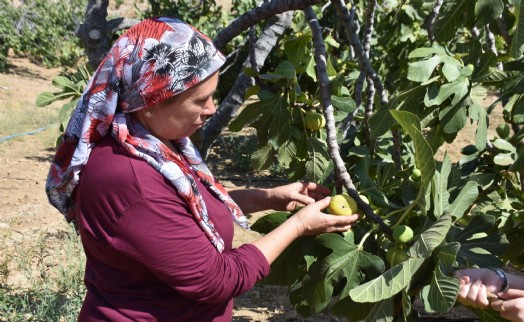 İncirde hasat başladı; kerevetlerde kurutuluyor