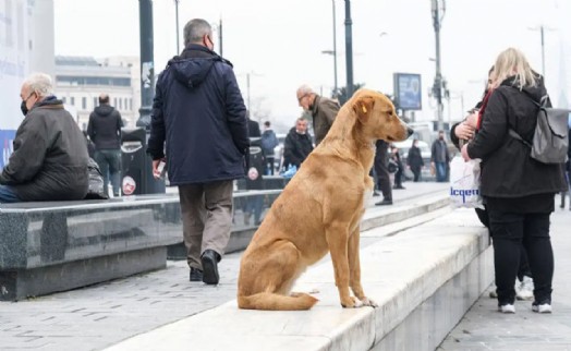 İstanbul Valiliği'nden sokak hayvanlarını 'toplatma' talimatı!