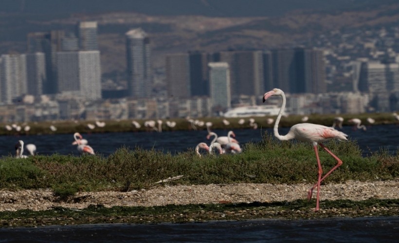 İzmir'de 'Flamingo Yolu' turu renkli görüntülere sahne oluyor