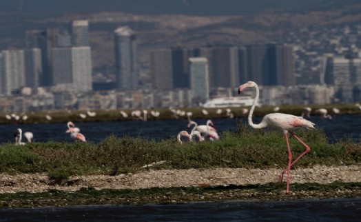 İzmir'de 'Flamingo Yolu' turu renkli görüntülere sahne oluyor