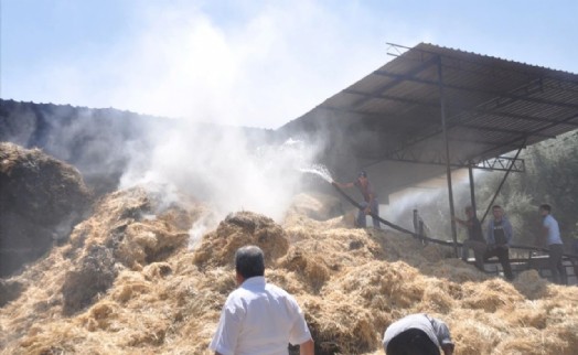 İzmir'de çiftlik yangını: 16 büyükbaş hayvan telef oldu