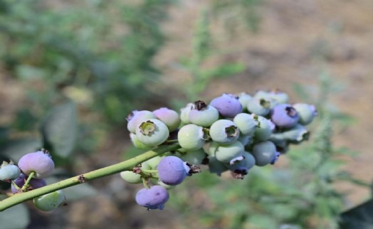 İzmir'in ilk toprağa dikim blueberryleri hasat edildi
