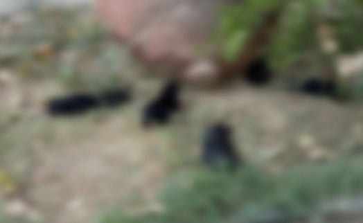 Kedi ve köpekleri katlettiler: Vahşetin adresi Selçuk!