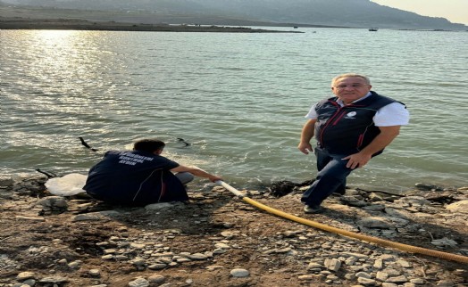 Kemer Barajı'na 600 bin adet sazan yavrusu bırakıldı