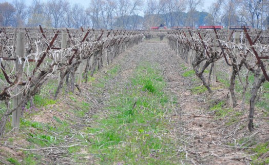 Kestelli: Zirai don üzüm rekoltesini yüzde 20 düşürdü