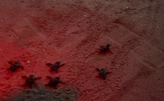 Kuşadası'nda caretta caretta yavruları denizle buluştu