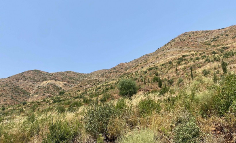 Marmaris'te yanan alanlar yeniden yeşillendi