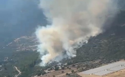 Muğla'da orman yangını