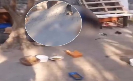 Öldürülen kediler kamuoyunda tepkilere neden olmuştu: Belediye o görüntüleri açıkladı!