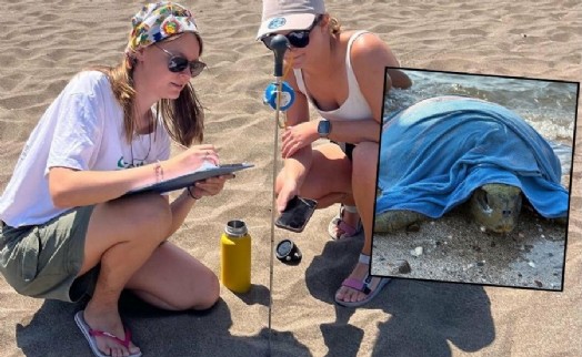 Stajyerler caretta carettaların geleceği için çalışıyor