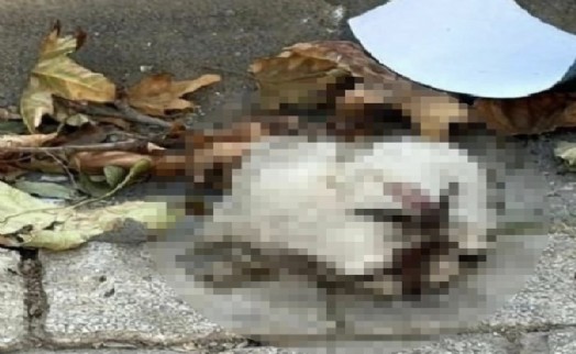 Turgutlu'da sokakta kedi başı bulundu iddiası