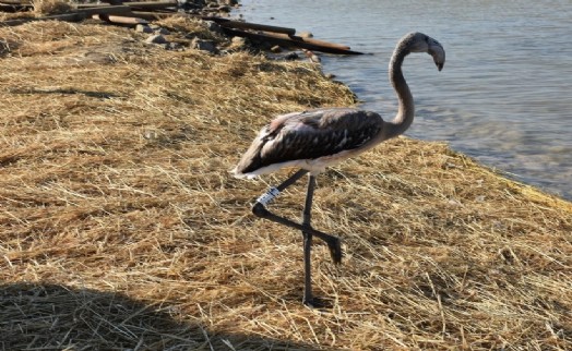 Yavru flamingoların yolculuğu kayıt altında: Uzmanlar ve gönüllüler tarafından halkalandı