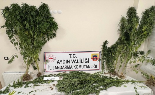 Aydın'da 37 kök kenevir ele geçirildi