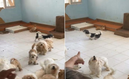 Aynı adrese 3. baskında 20 köpek daha çıktı: Yasağa rağmen devam etmiş!