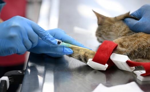 Bornova'da modern altyapısıyla patili dostlara yeni bir yuva!