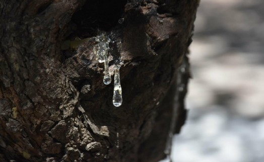 Çeşme'de sakız hasadı başladı