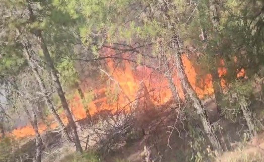 Denizli'de orman yangını, 2 saatte kontrol altına alındı