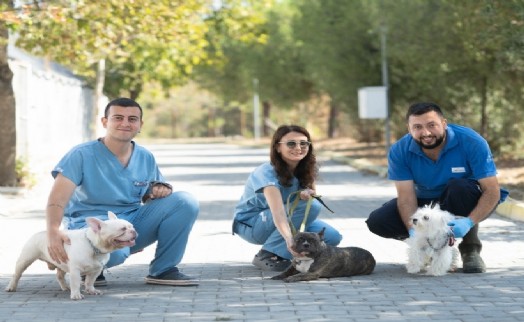 El konulan 20 cins köpek, artık güvende: Bakımevi'nde tedavileri yapıldı