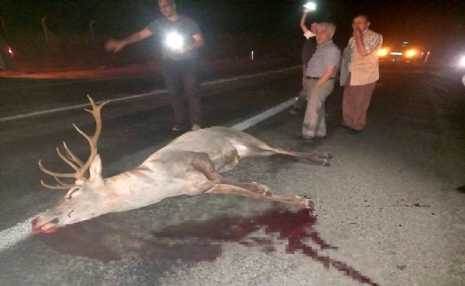 Geyiğe çarpıp kaçtılar!