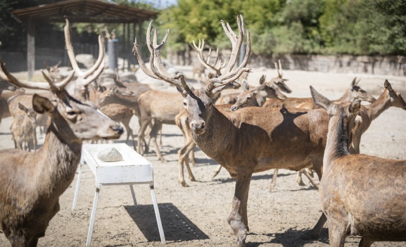 İyileşen kızıl geyik 'Paşa' yeni yuvasında