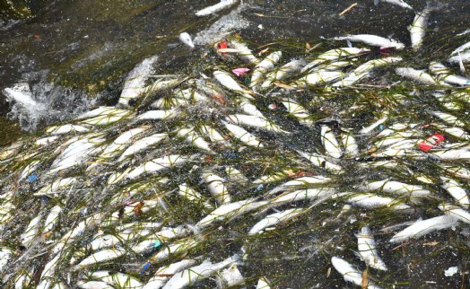 İzmir Körfezi'nde balık ölümleri devam ediyor