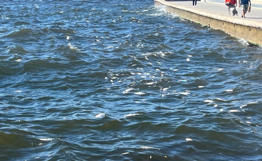 İzmir Körfezi'nde balık ölümleri sürüyor