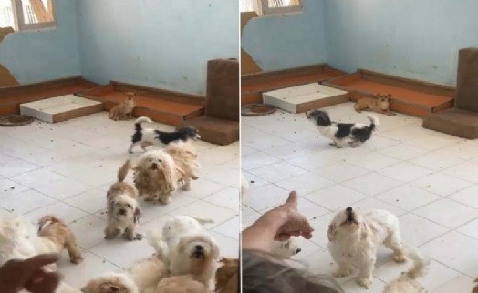 İzmir'de 20 köpeği sağlıksız şekilde evde tutan kadına 830 bin TL ceza