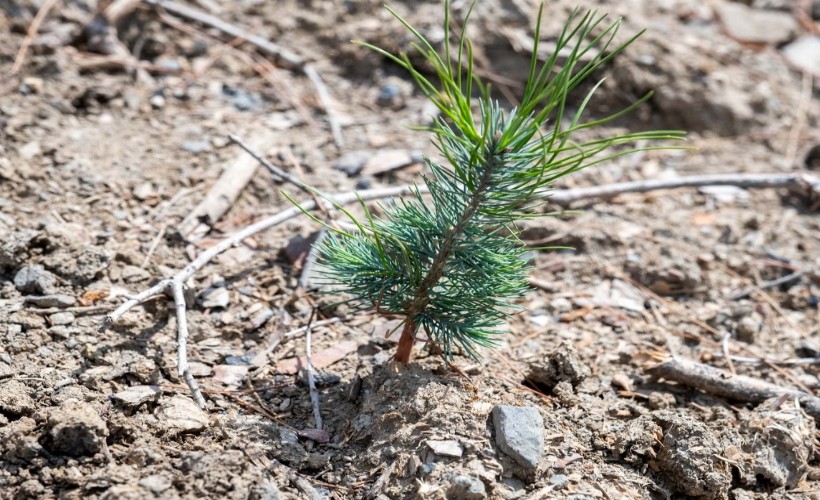 Karşıyaka Yamanlar'da yanan orman yeşeriyor