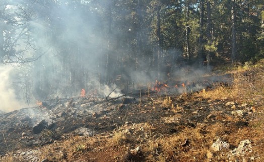 Manisa'da orman yangını; 2 saatte söndürüldü