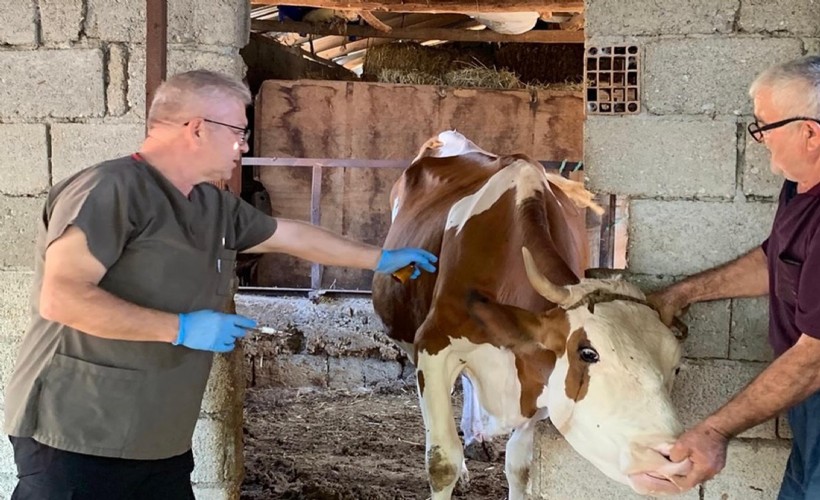 Muğla'da şap hastalığıyla mücadele sürüyor
