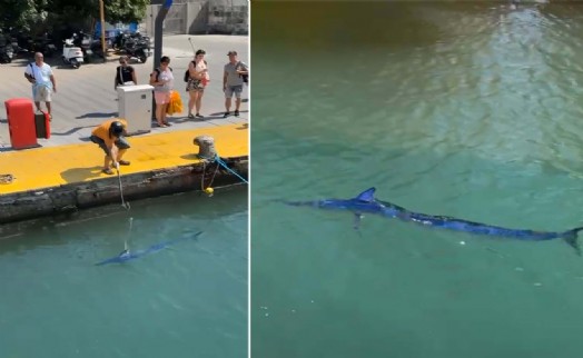Nesli tükenme tehlikesi olan ‘mavi yelken balığı'nı zıpkınla vurdu; o anlar kamerada