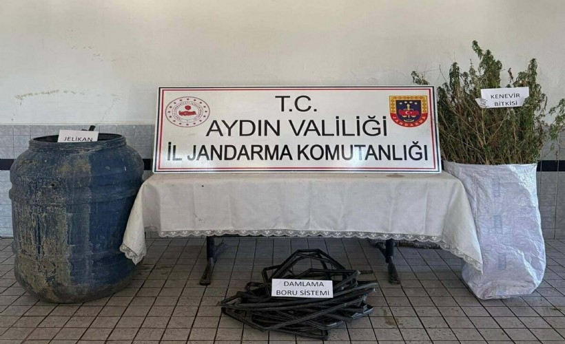 Ormanda Hint keneviri yetiştiren 5 şüpheliye gözaltı