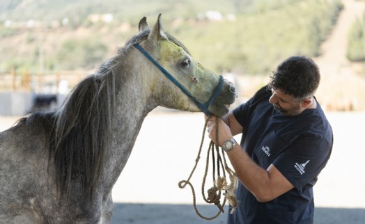 Pako'da bakılan binek hayvanlar sahiplendiriliyor
