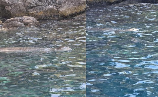 Tarzan Koyu'nda Akdeniz Foku mutluluğu