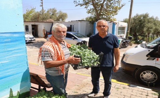 Urla Belediyesi'nden üreticiye 50 bin adet sebze fidesi