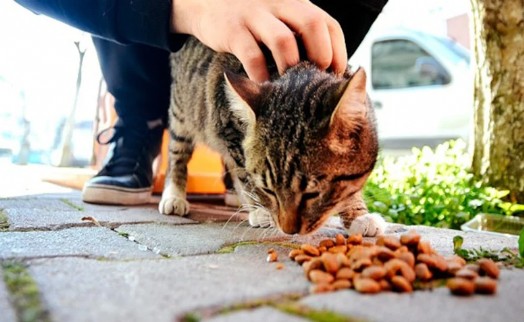 Valilikten tepki çeken karar! Sahipsiz hayvanların beslenmeleri yasaklandı