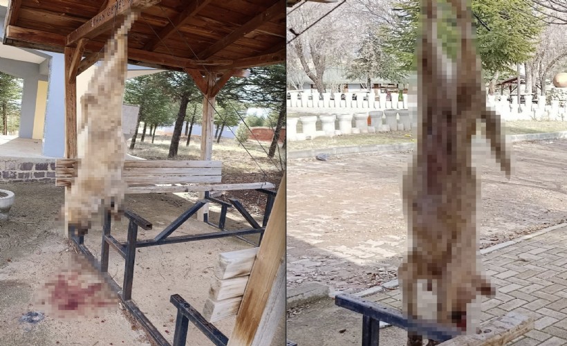 Afyon'da insanlık dışı olay: Köpeğe görülmemiş işkence!