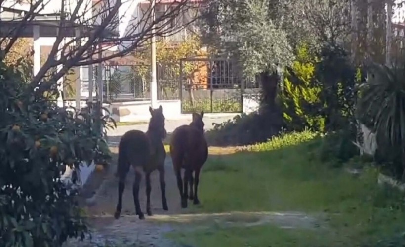 Aydın'da aç kalan yılkı atları, şehir merkezine indi